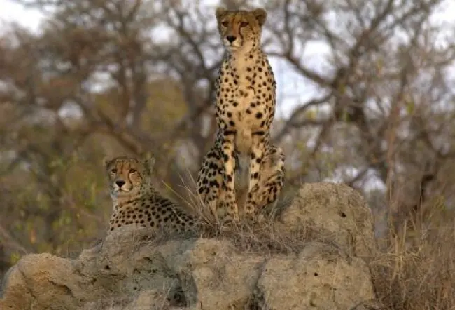 Cheetah Pair on Rock