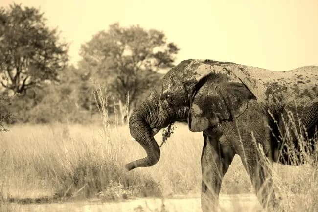 Elephant Herd in Distance