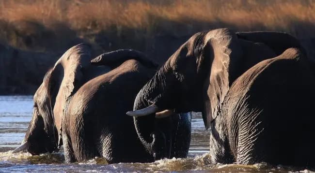 Elephants at River