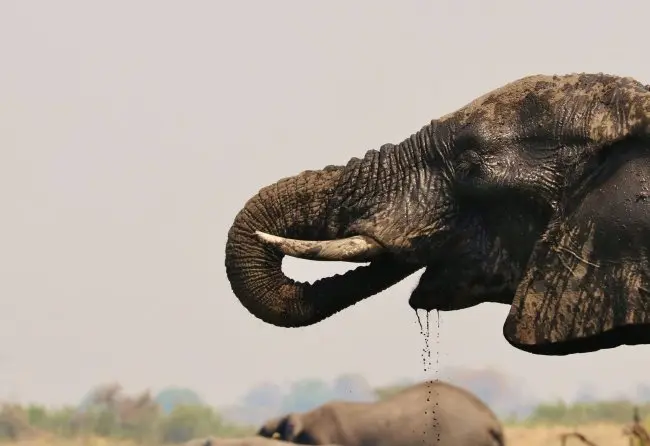 Elephant Walking Through Bush