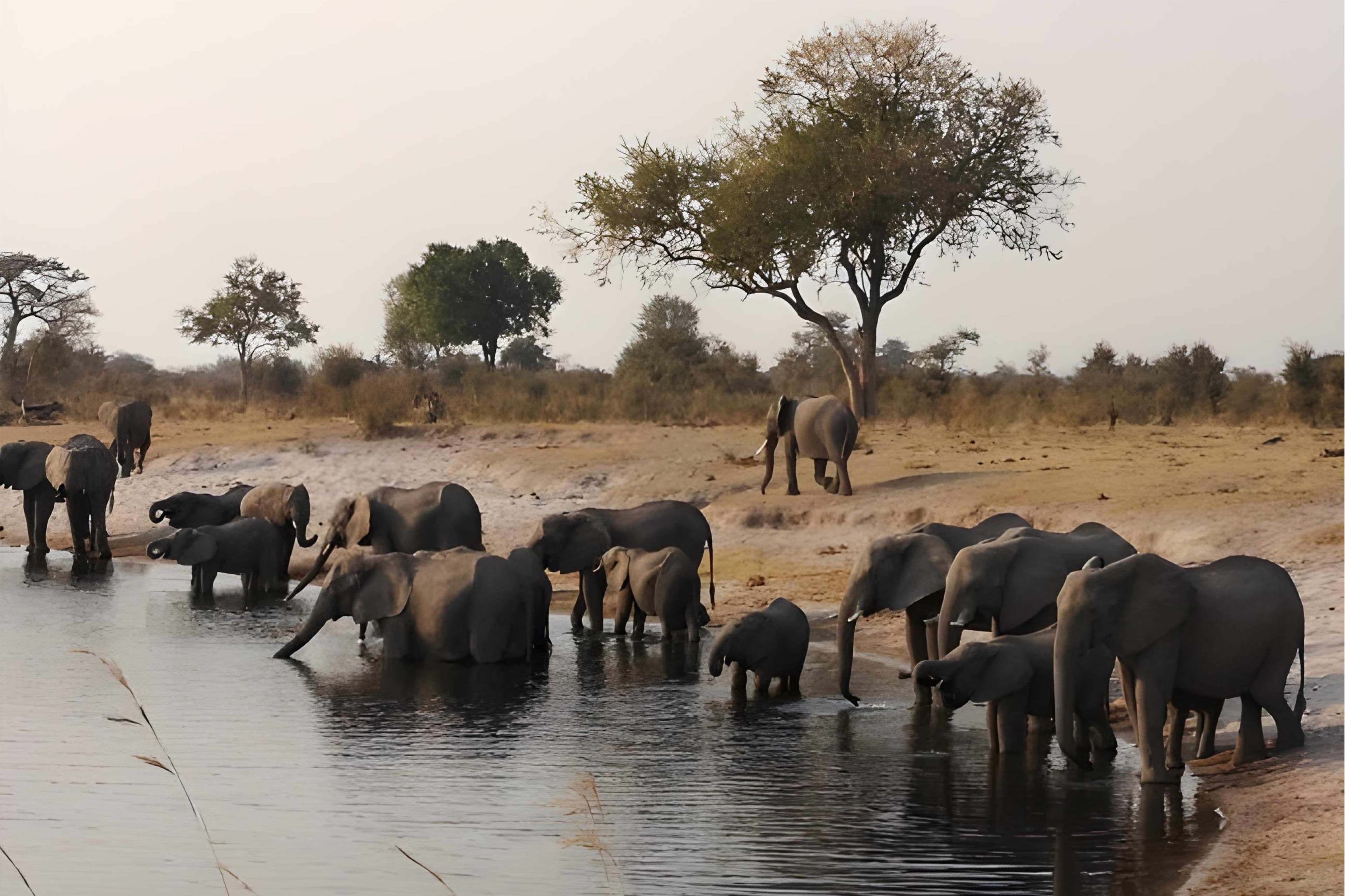 Camp Kwando - Elephants at the waterhole