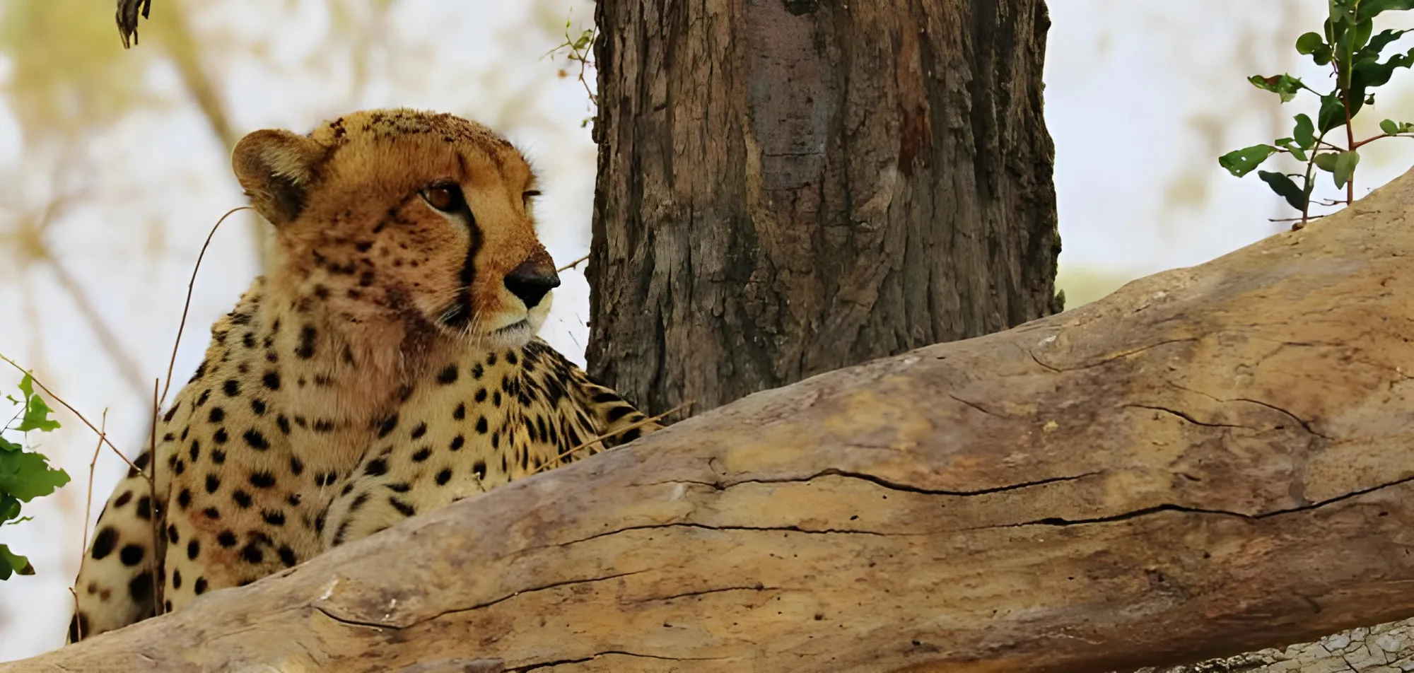 Contact Camp Kwando - Cheetah on Tree