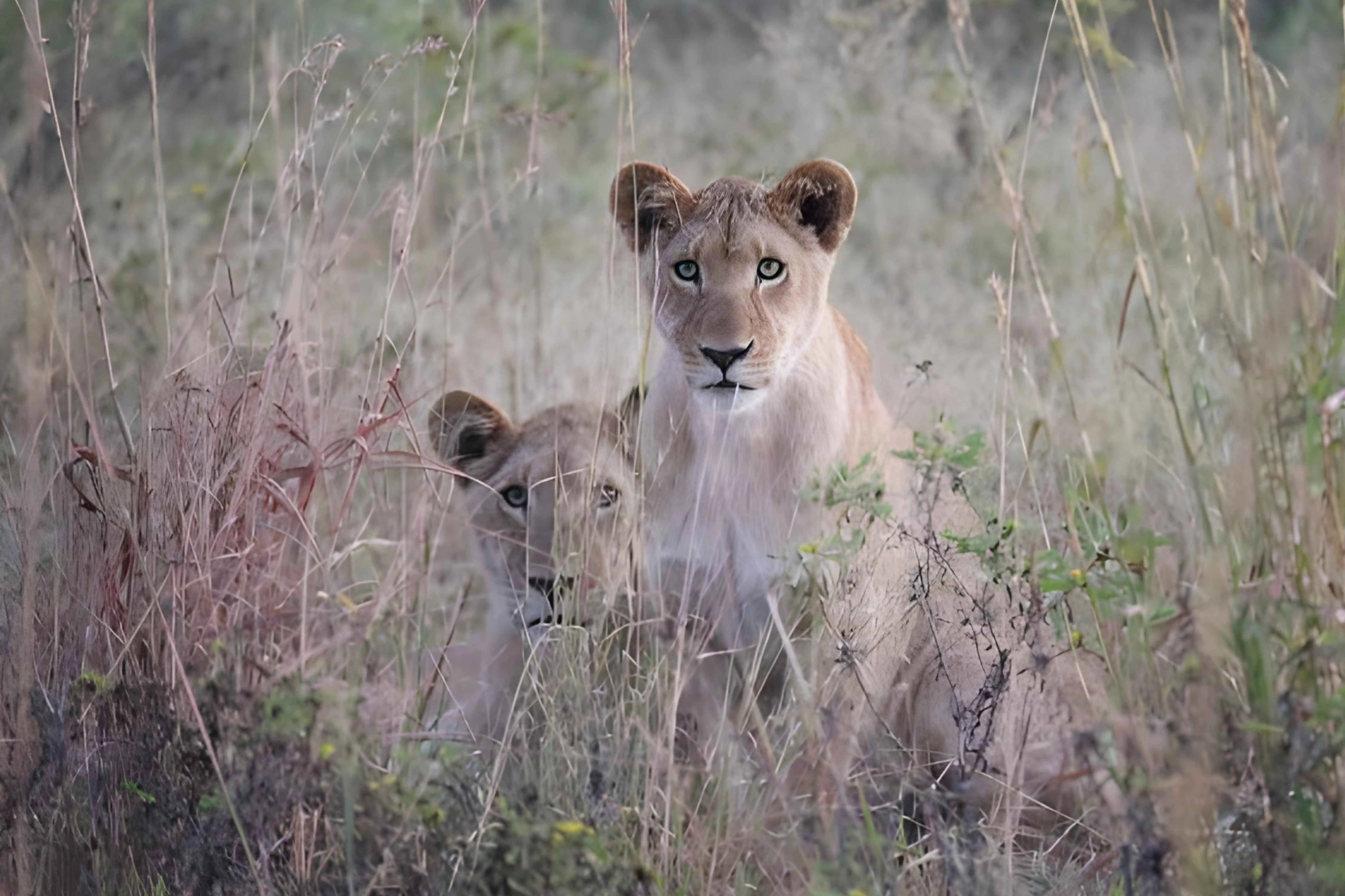 Lions in the savanna