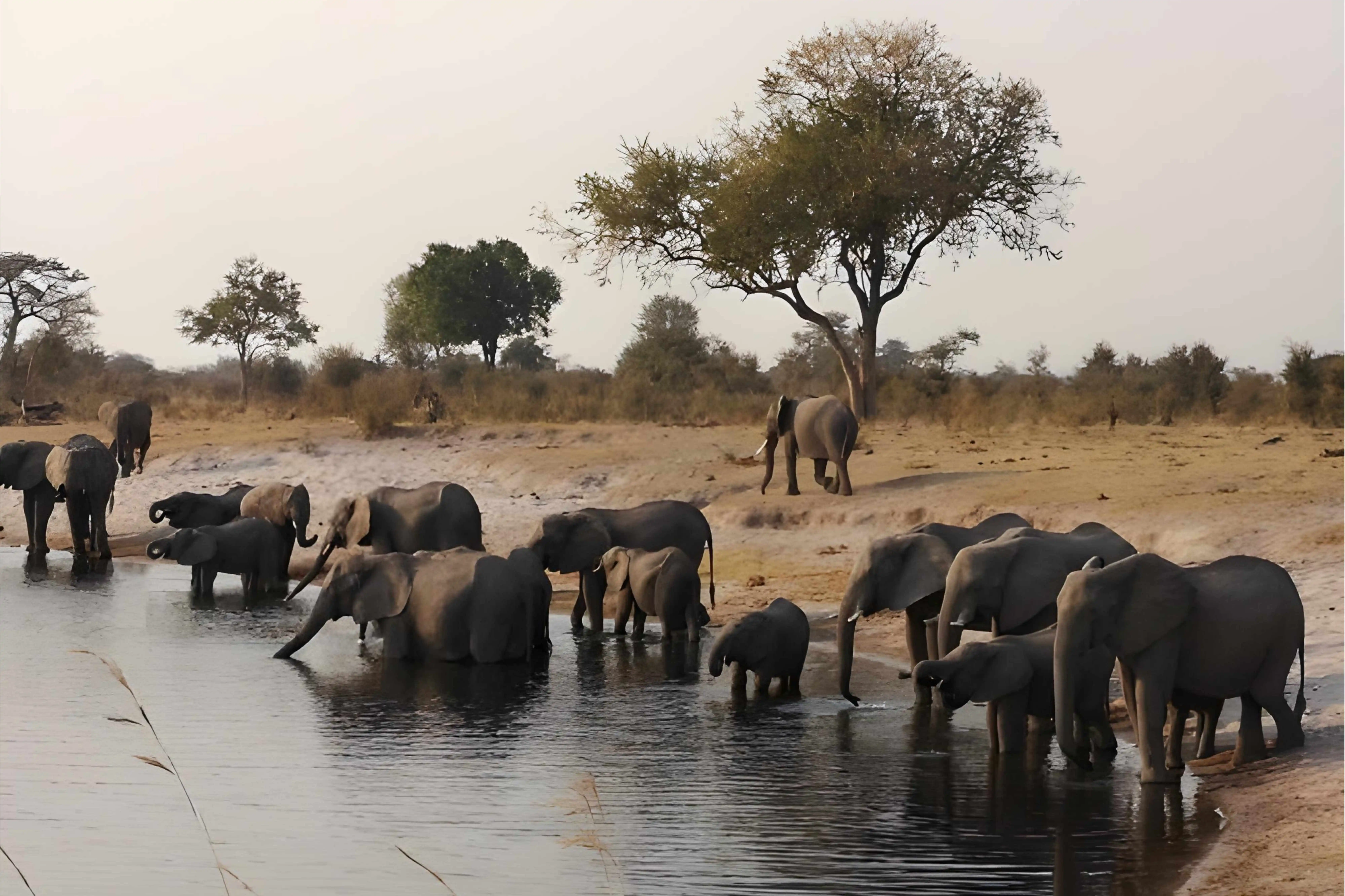 Camp Kwando - Elephants at the waterhole